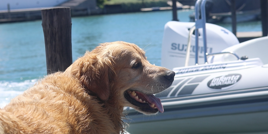All Paws Aboard! 🐾